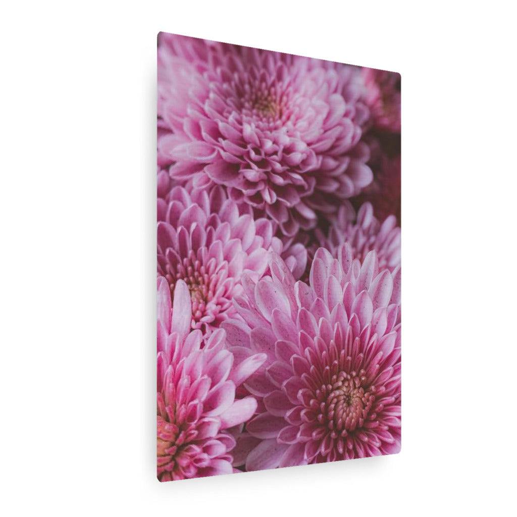 Pink Chrysanthemum