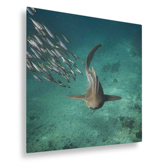 Shark swimming