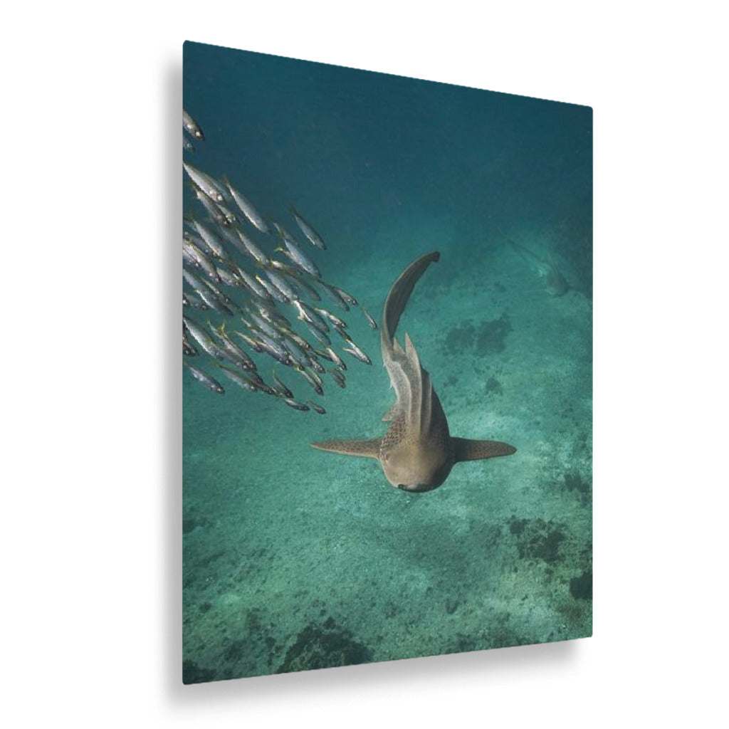 Shark swimming