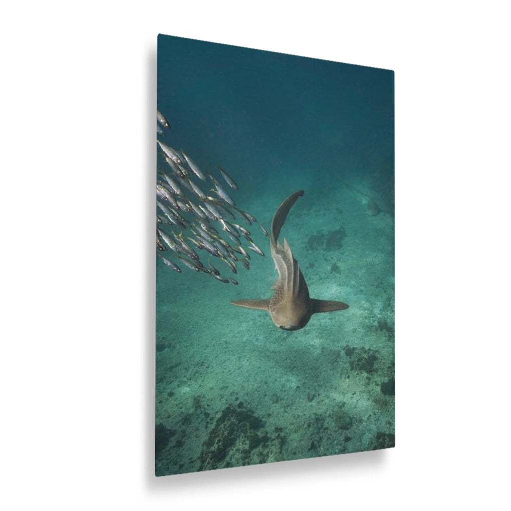 Shark swimming
