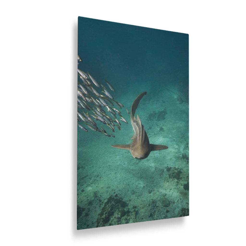 Shark swimming
