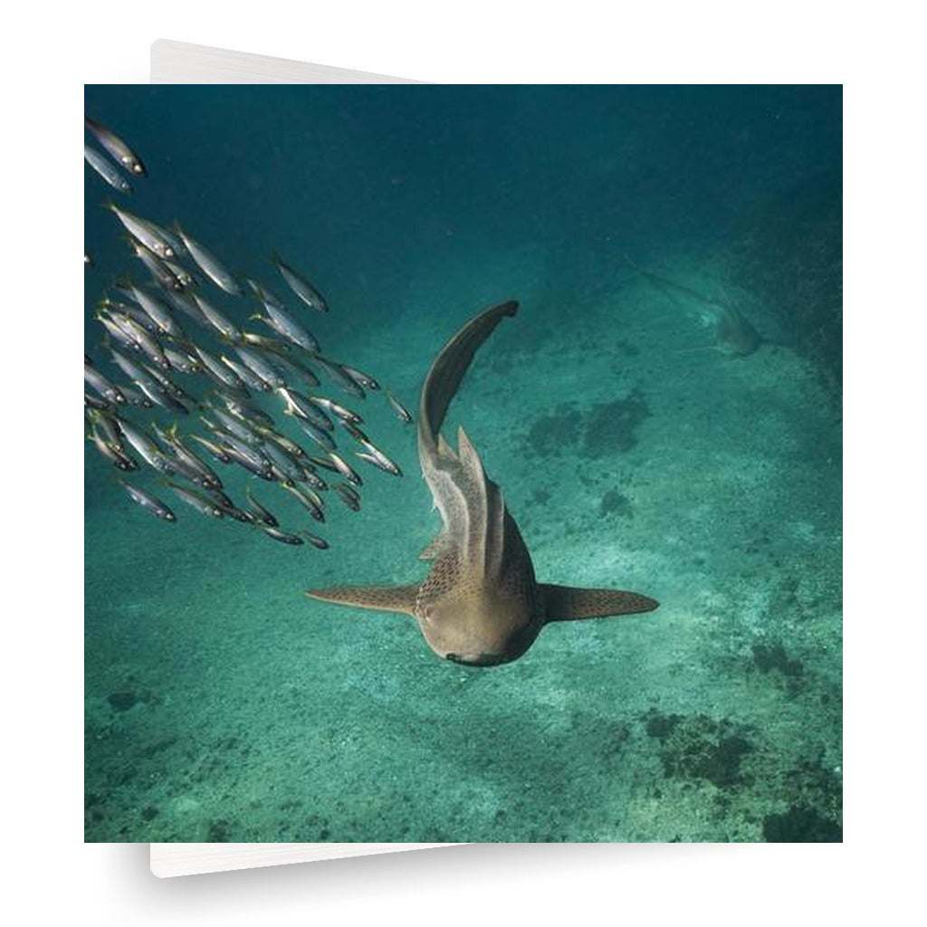 Shark swimming
