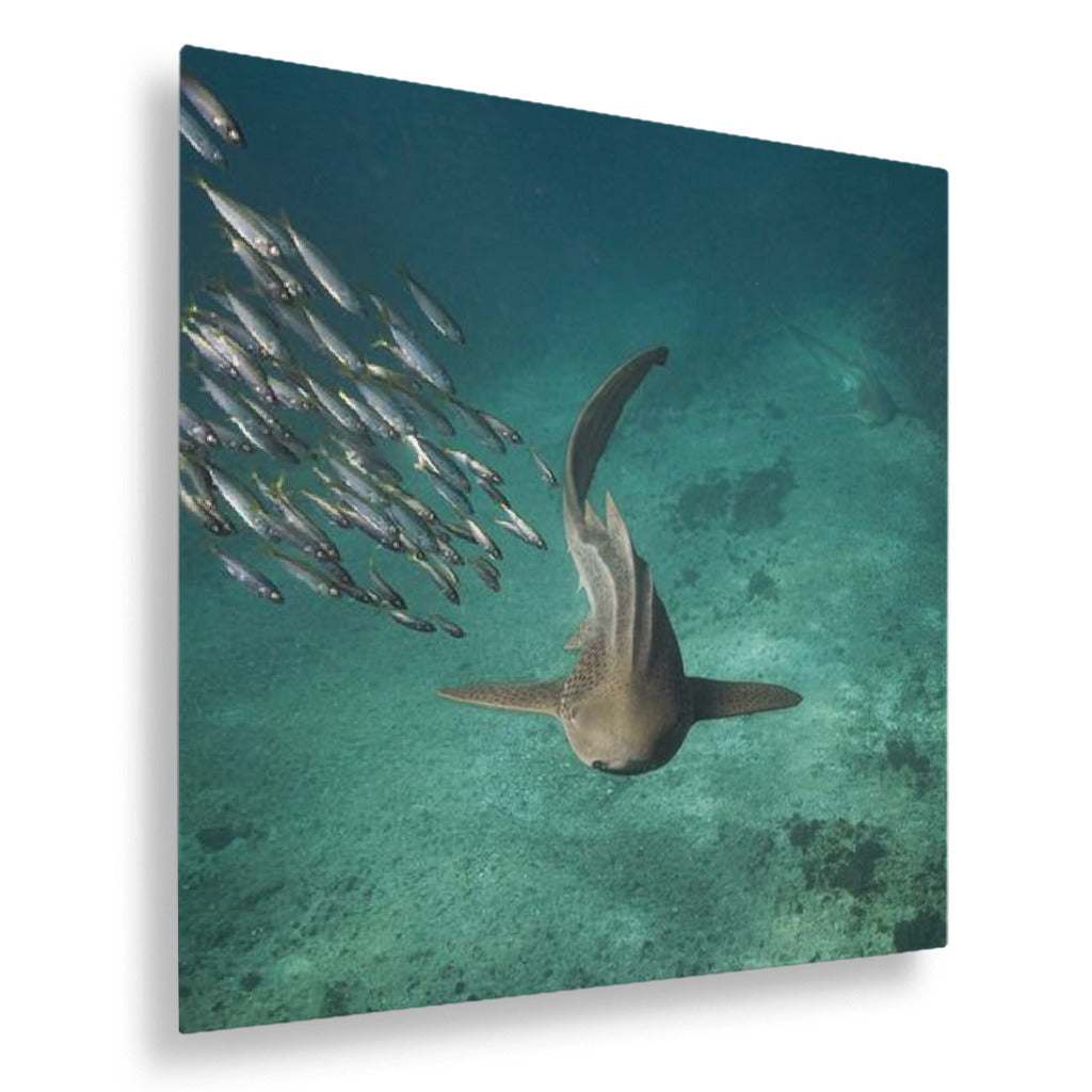 Shark swimming