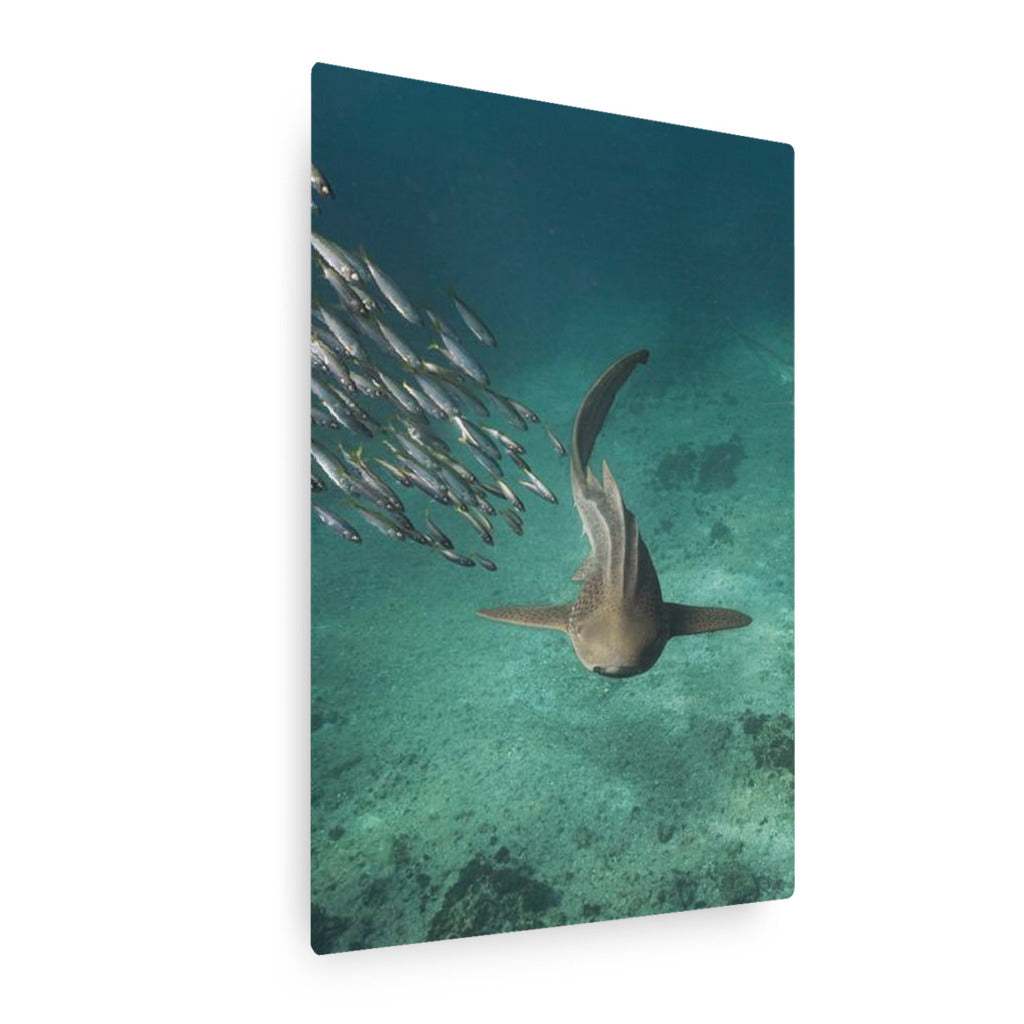 Shark swimming