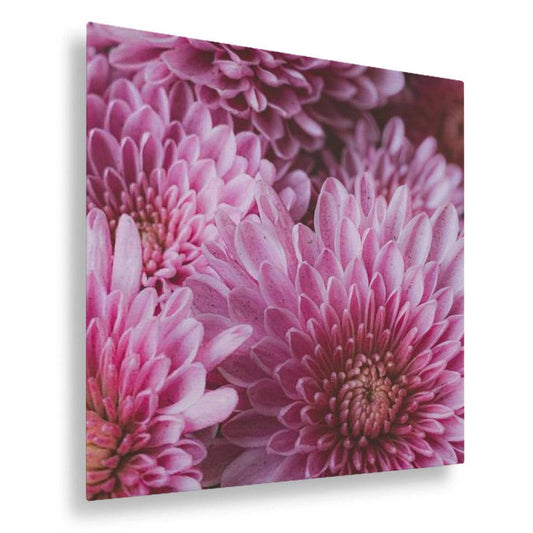 Pink Chrysanthemum