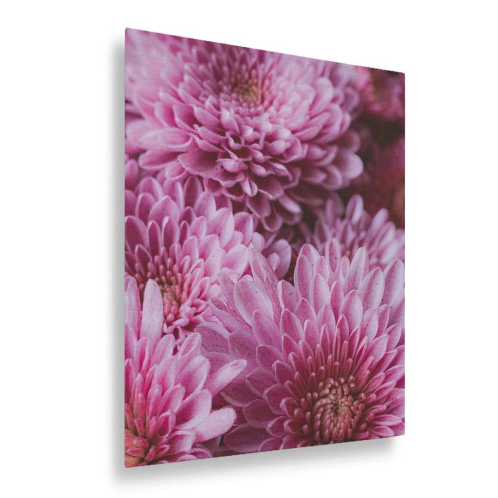 Pink Chrysanthemum