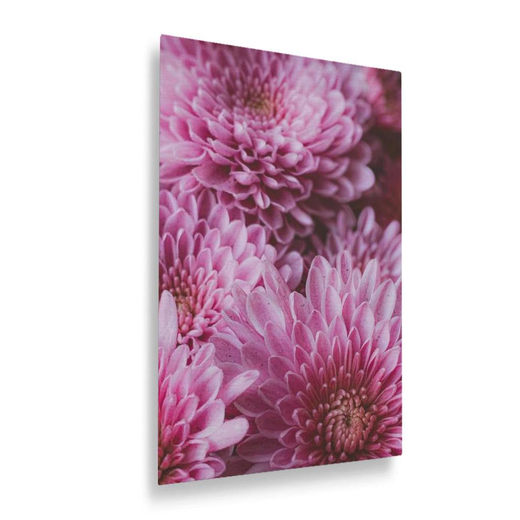 Pink Chrysanthemum