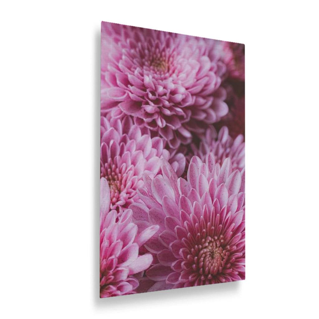Pink Chrysanthemum