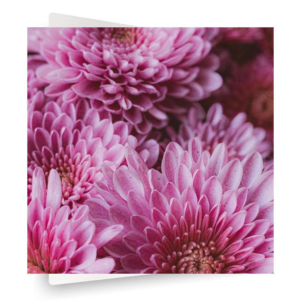 Pink Chrysanthemum