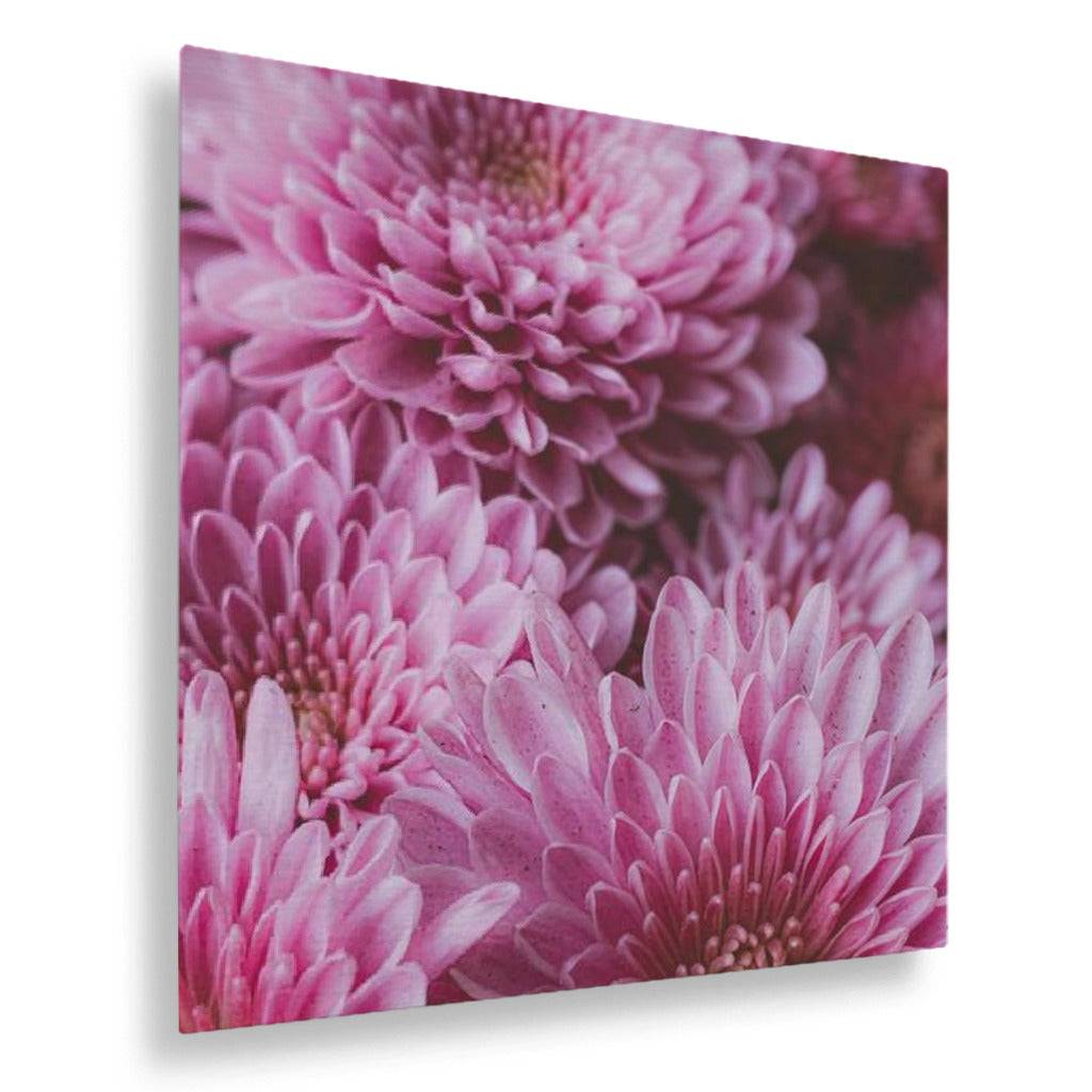 Pink Chrysanthemum