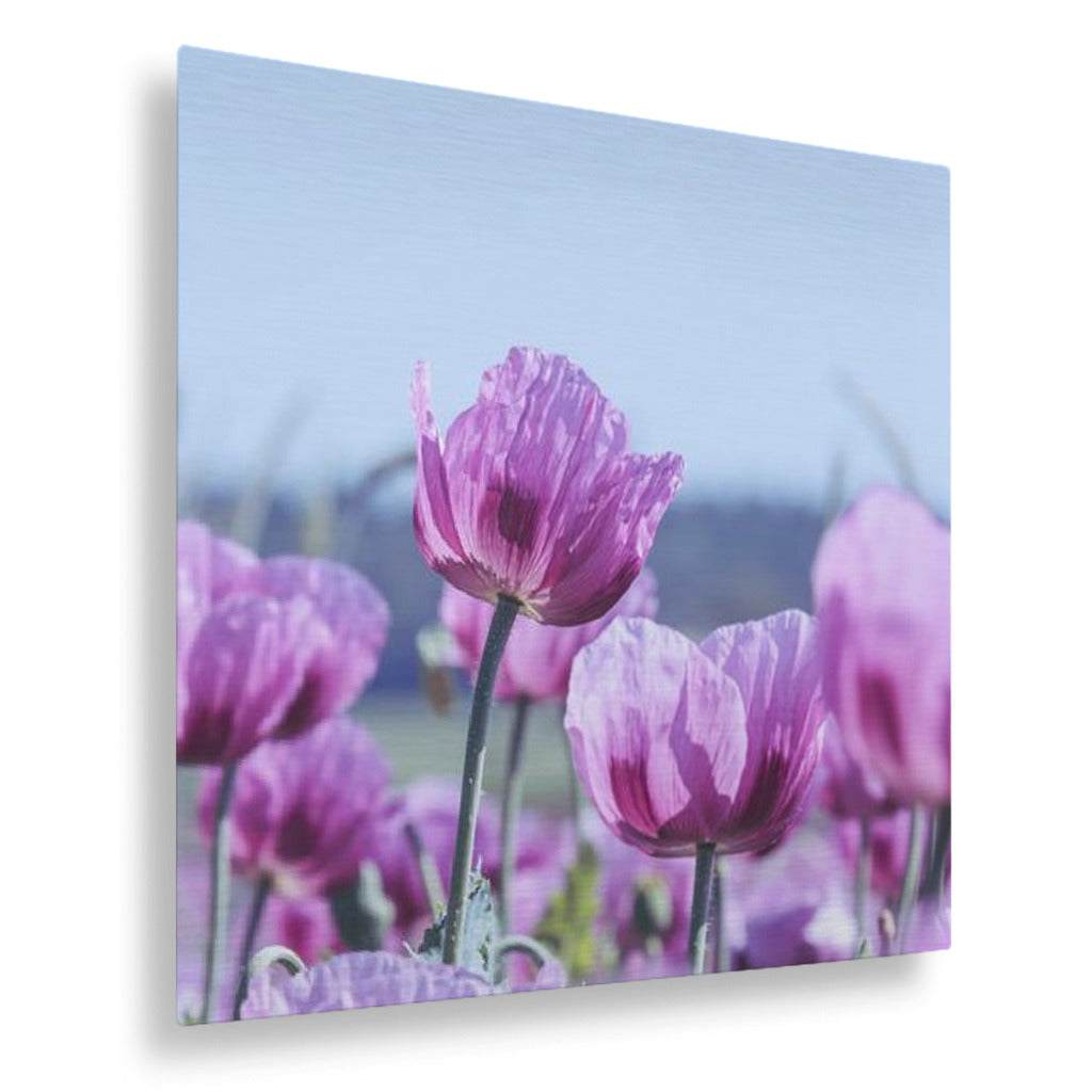 Purple Poppies Vertical