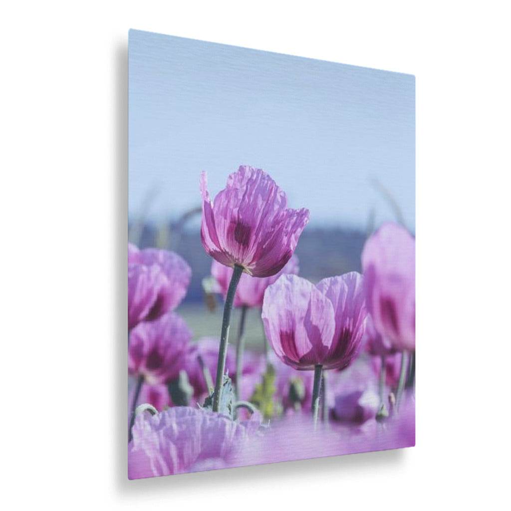 Purple Poppies Vertical