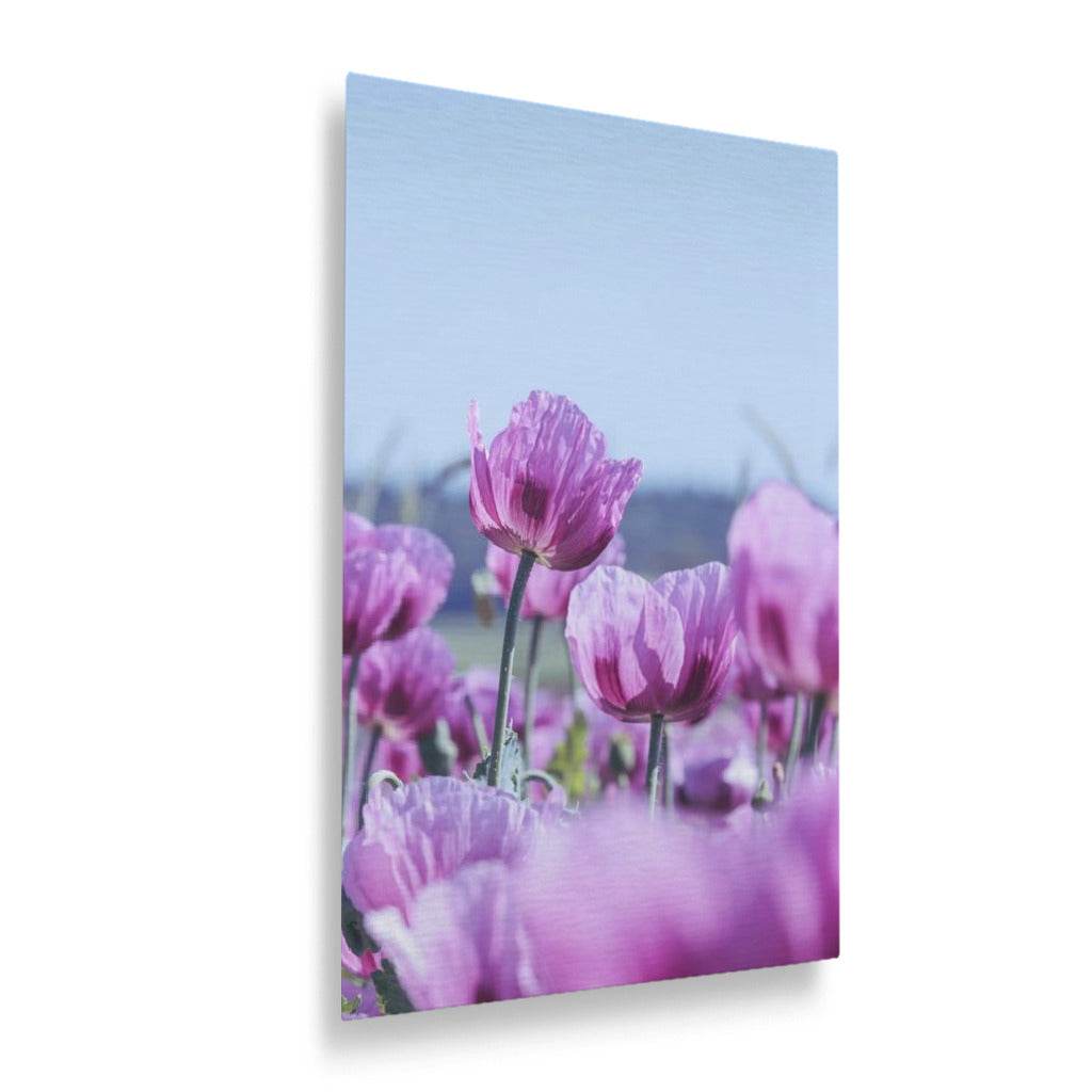 Purple Poppies Vertical