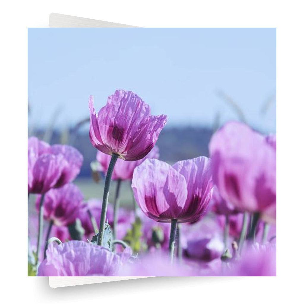 Purple Poppies Vertical