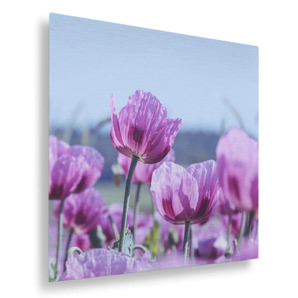 Purple Poppies Vertical