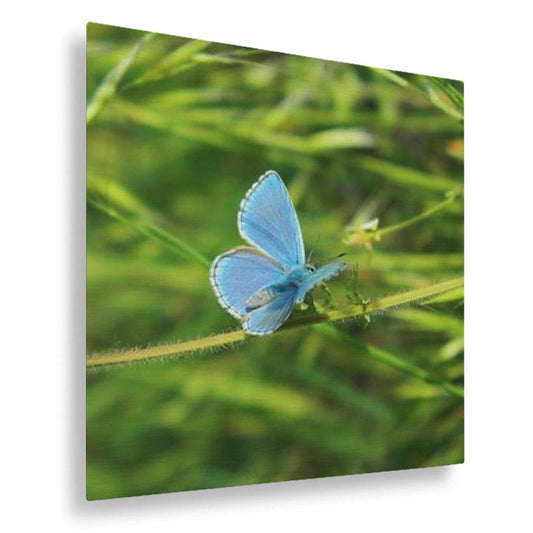 Blue Butterfly
