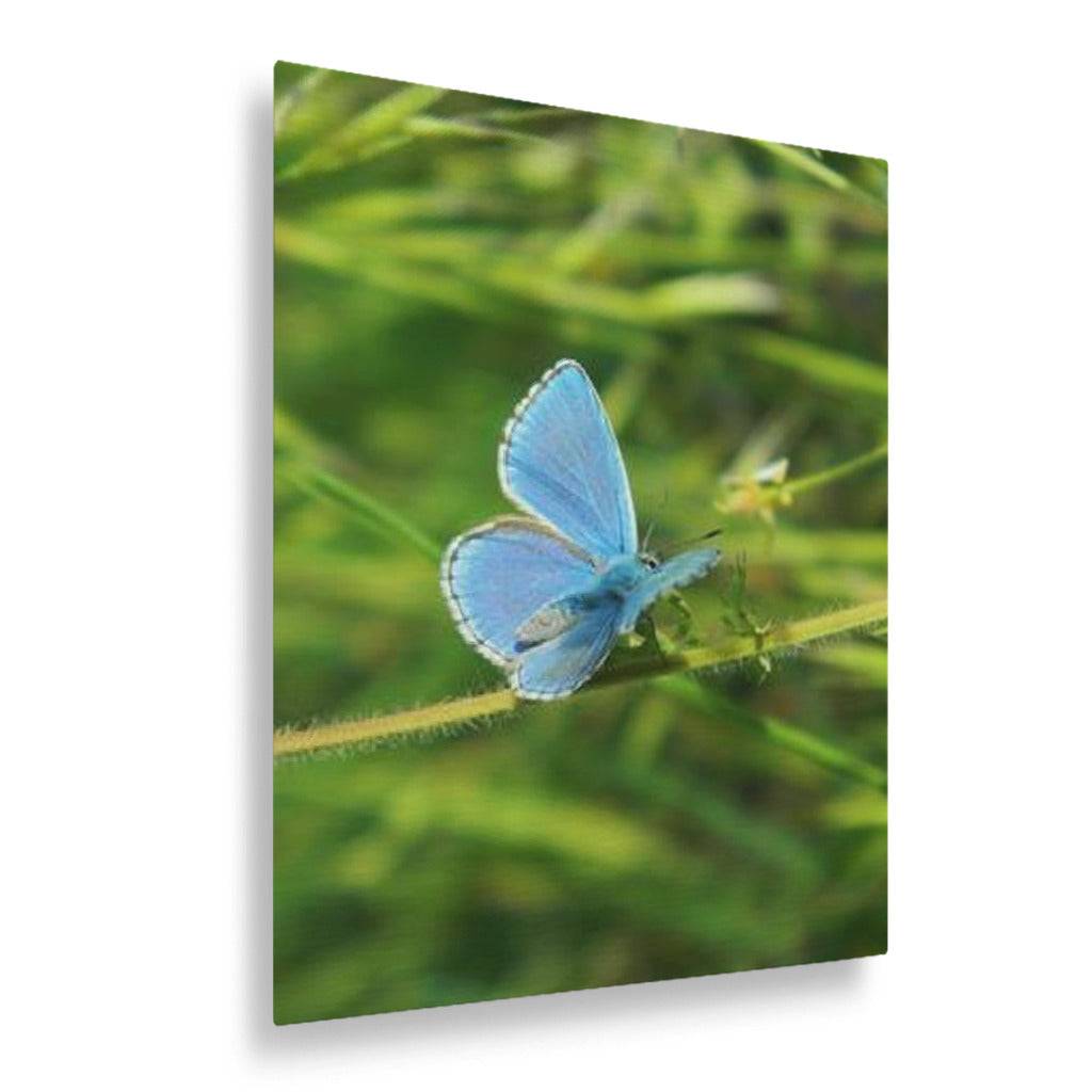 Blue Butterfly