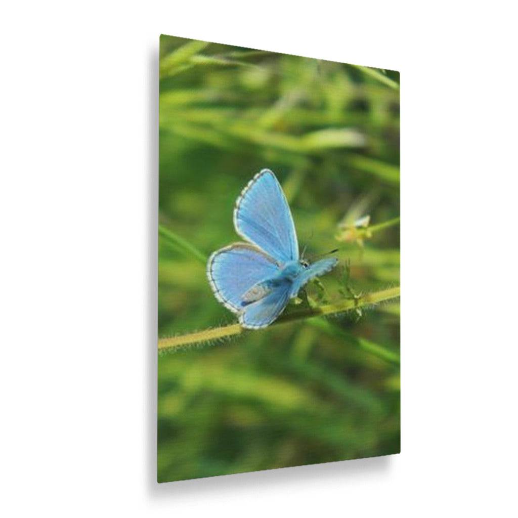 Blue Butterfly