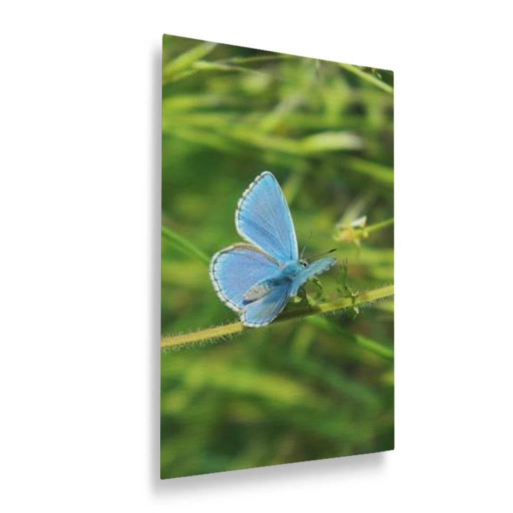 Blue Butterfly