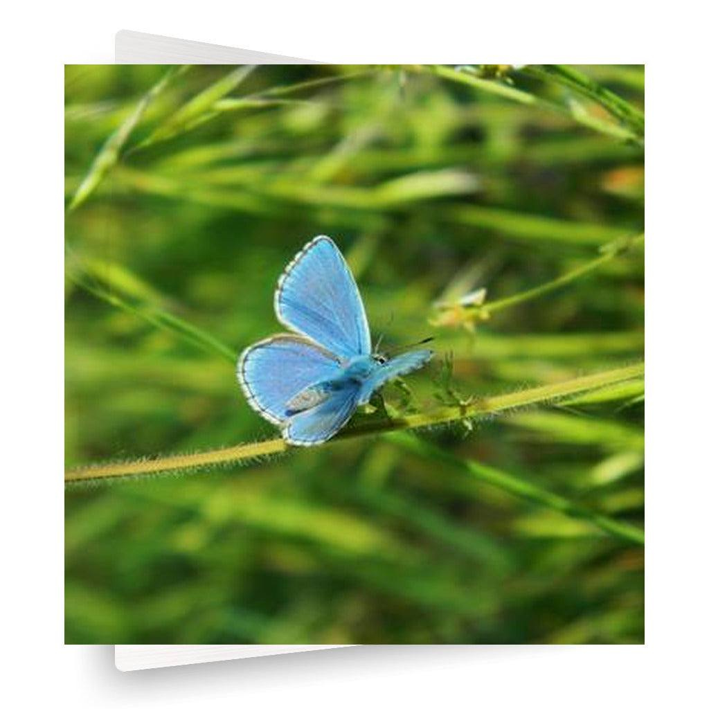 Blue Butterfly