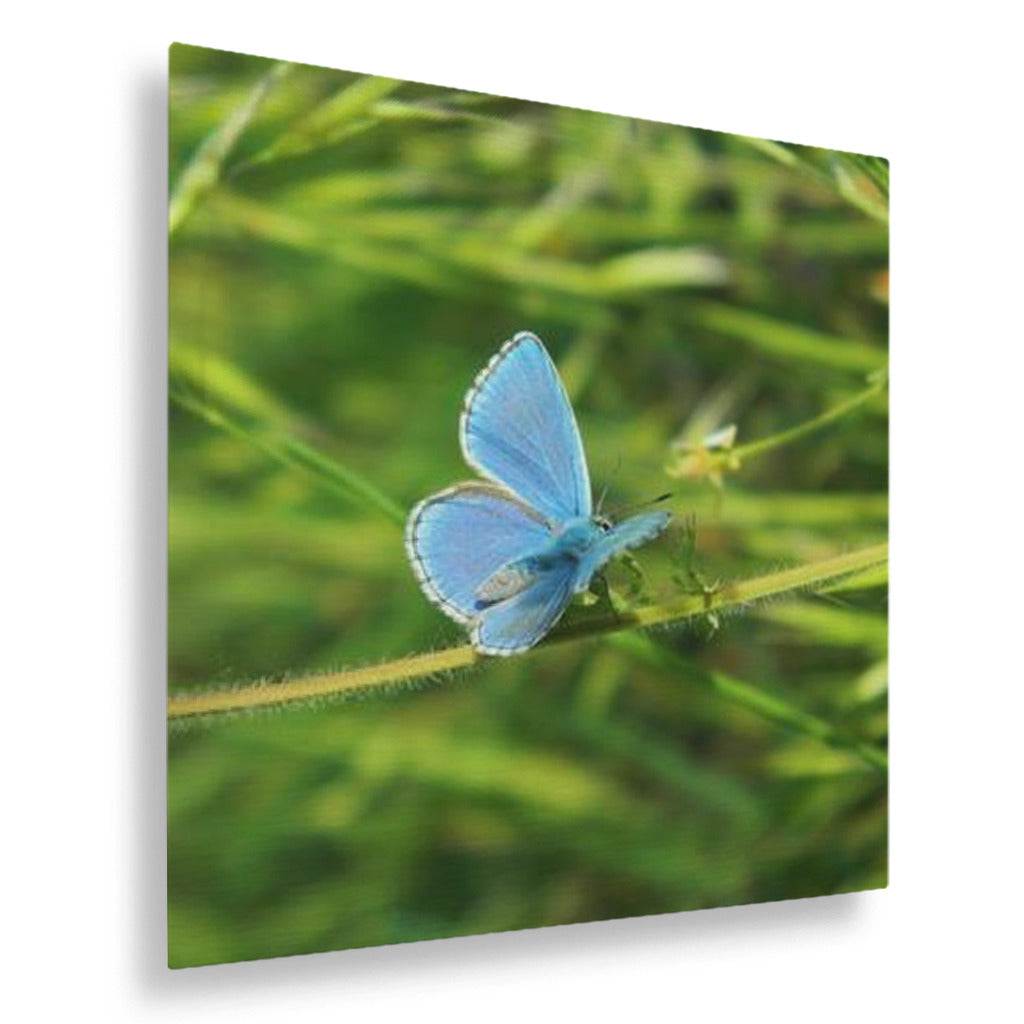 Blue Butterfly
