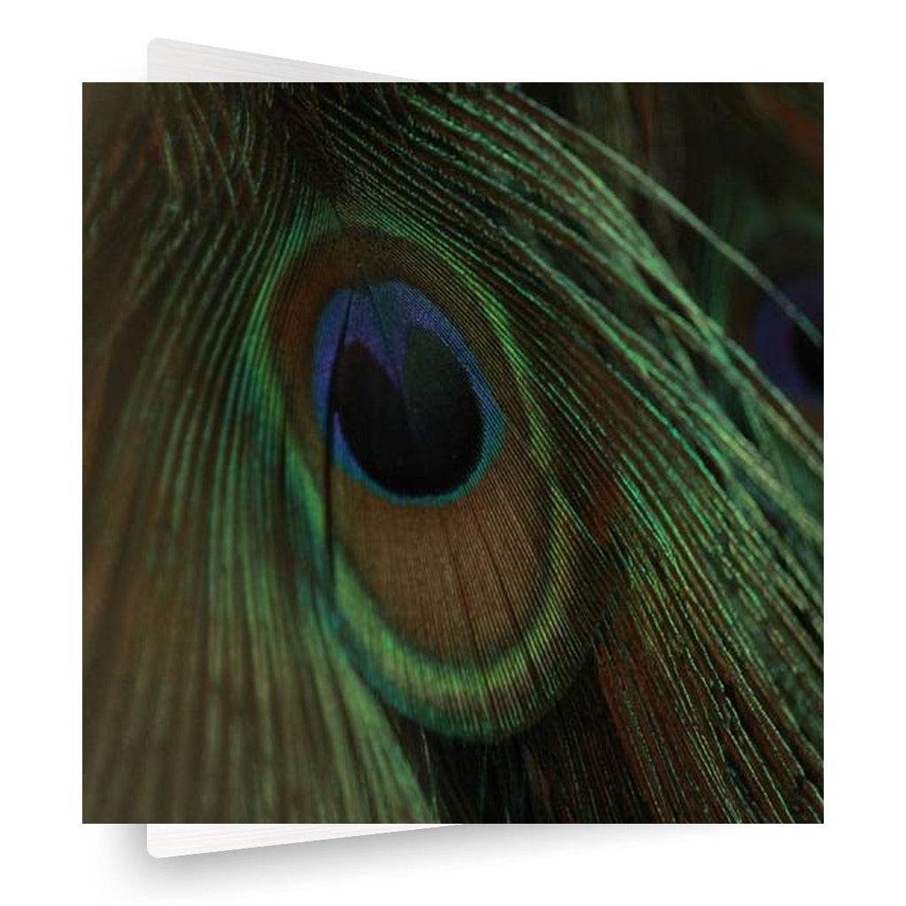 Eye of the Peacock
