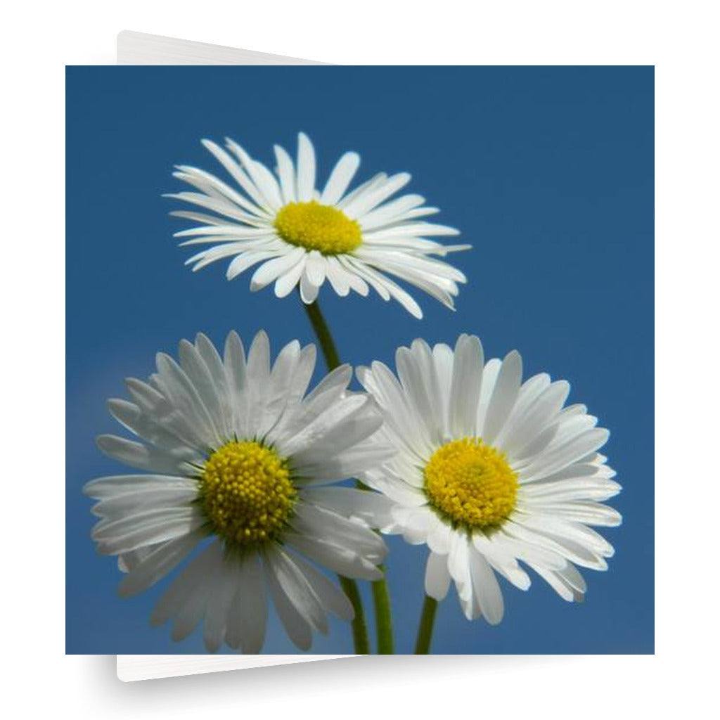 Daisies Vertical Metal