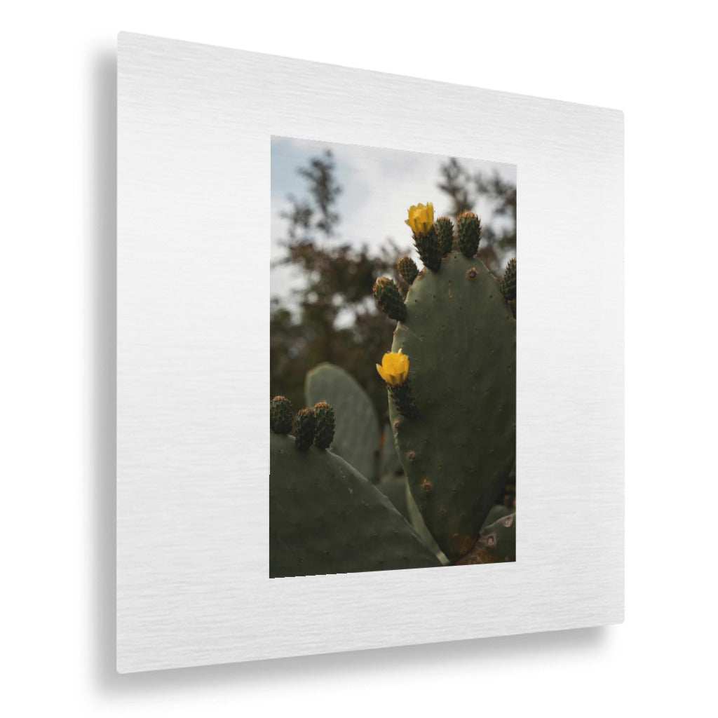 Flowering Desert