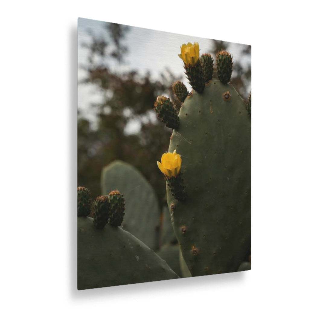 Flowering Desert