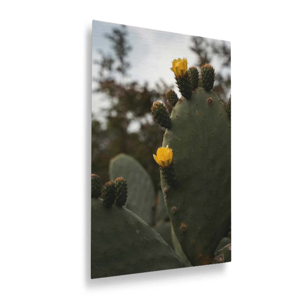 Flowering Desert