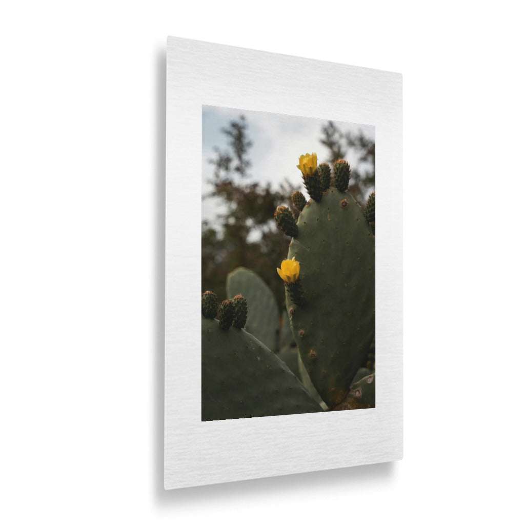 Flowering Desert