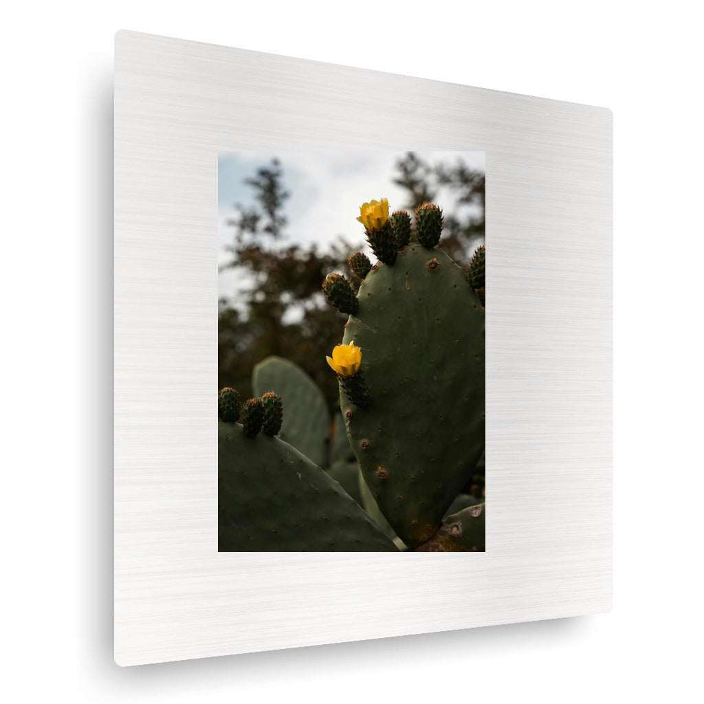 Flowering Desert
