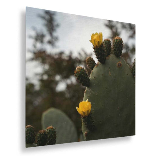 Flowering Desert